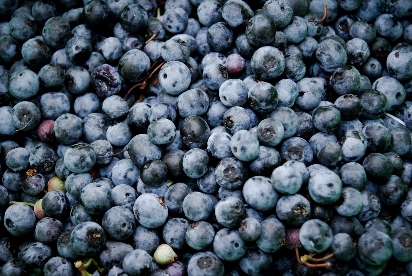 Fresh Blueberries for our pies